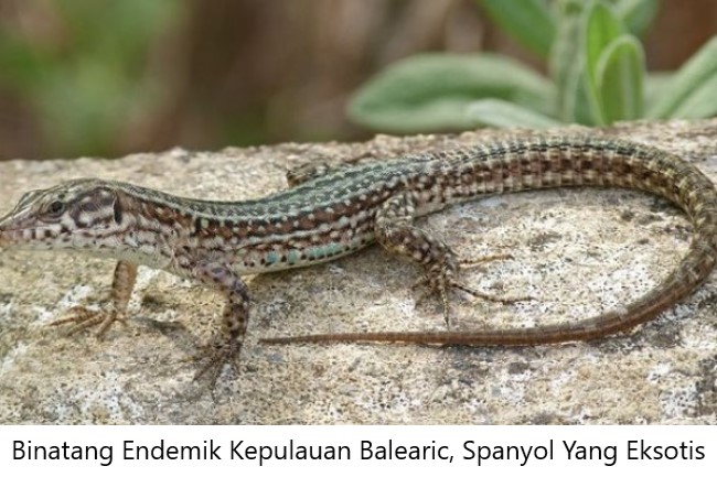 Binatang Endemik Kepulauan Balearic